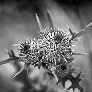 Kratzdistel BW_2.jpg