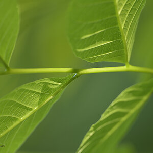 Walnuss_Blatt_DSC0867_18x12x150.jpg