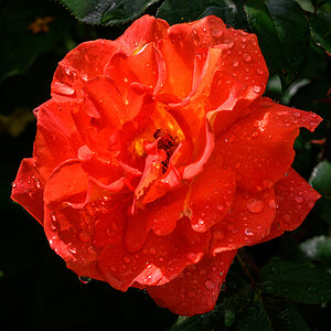Rose.jpg