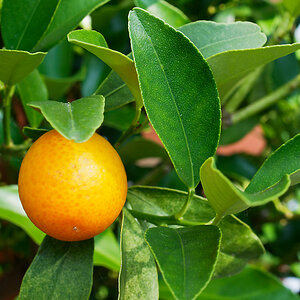 Kumquat.jpg
