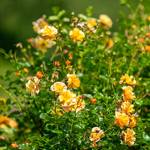 DSC_6526-2.jpg