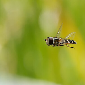 N6231325nikon.jpg