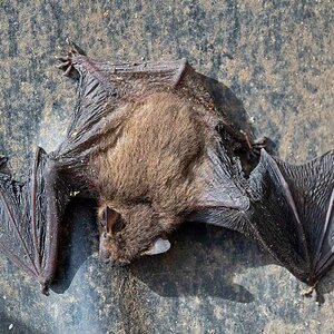 Fledermaus 1.jpg