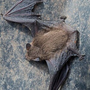 Fledermaus 3.jpg