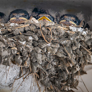 2025-06-12 08 Barn Swallow Chicks.jpg