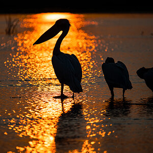 2025-06-12 60 Great White Pelicans at Sunset.jpg