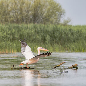 2025-06-13 117 Great White Pelican Taking Off.jpg