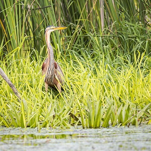 2025-06-13 131 Purple Heron.jpg