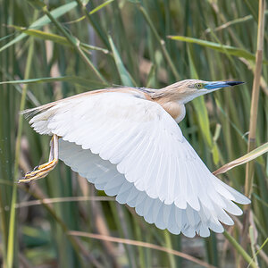 2025-06-13 176 Squacco Heron in Flight.jpg