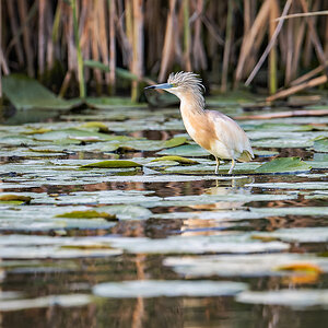 2025-06-13 226 Squacco Heron.jpg