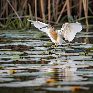 2025-06-13 227 Squacco Heron Landing.jpg