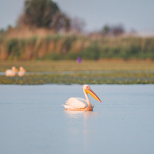2025-06-13 231 Great White Pelican.jpg