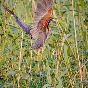 2025-06-14 026 Purple Heron in Flight.jpg