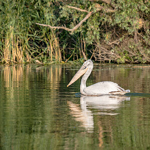 2025-06-14 028 Dalmatian Pelican.jpg