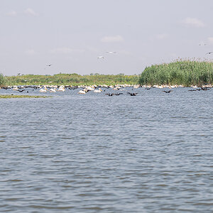2025-06-14 090 Great Cormorants and Great White Pelicans Fishing.jpg