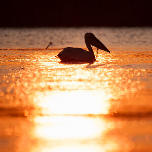 2025-06-15 004 Great White Pelican in Morning Light.jpg