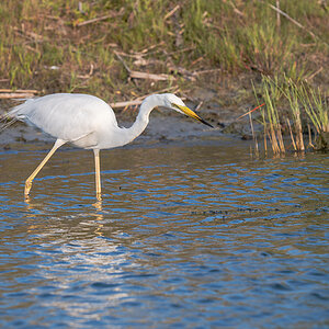2025-06-15 024 Great Egret.jpg