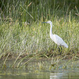 2025-06-15 117 Little Egret.jpg