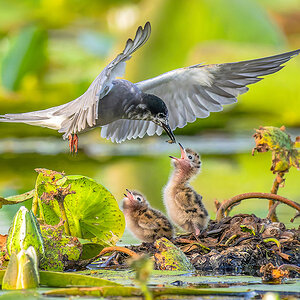 2023-06-15 81 Black Tern Feeding Chicks.jpg
