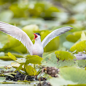 2025-06-13 029 Common Terns.jpg