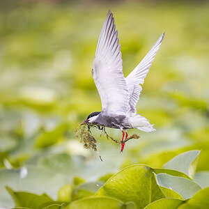 2025-06-13 088 Whiskered Tern in Flight.jpg