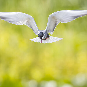 2025-06-13 152 Whiskered Tern in Flight.jpg