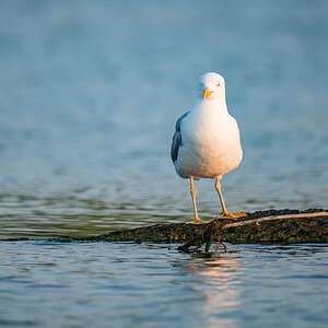 2025-06-13 229 Yellow-legged Gull.jpg