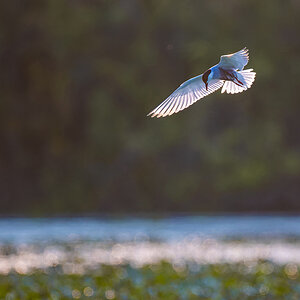 2025-06-14 019 Whiskered Tern in Flight.jpg