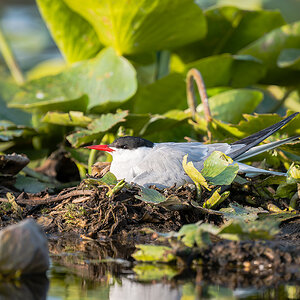 2025-06-14 031 Common Tern.jpg