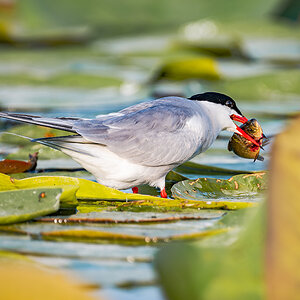 2025-06-14 033 Common Tern with Fish.jpg