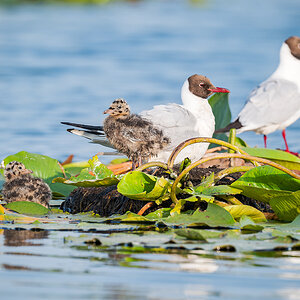 2025-06-14 042 Black-headed Gulls with Chicks.jpg
