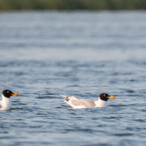 2025-06-15 017 Pallass Gulls.jpg