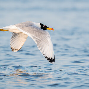2025-06-15 021 Pallass Gull in Flight.jpg