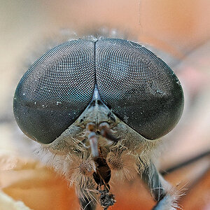 N6262030nikon.jpg