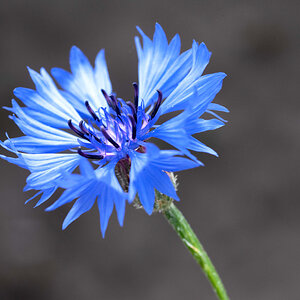 Kornblume PS 2.jpg