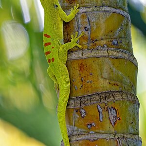 Phelsuma grandis  Madagaskar Taggekko.jpg