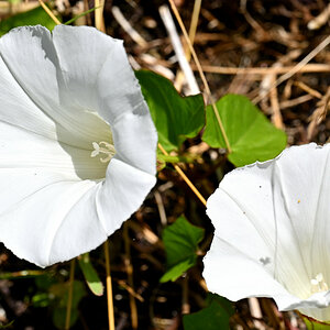Z50_4946.JPG