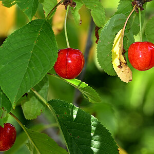 Z50_4962.JPG