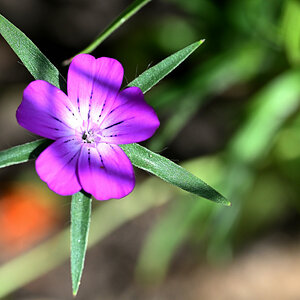 Z50_4988.JPG