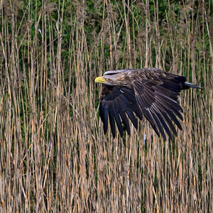 NZ9_9476_Seeadler vor dem Schilf_Neuland_IA_4_2025.jpg