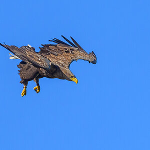 NZ9_9357_Seeadler im Sinkflug zum Horst_Neuland_IA_4_2025.jpg