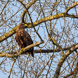 NZ9_9118_Adler am Horst_neuland_IA_4_2025.jpg