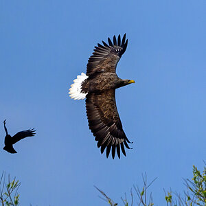 NZ9_8767_Adler von Krähe verfolgt_Neuland_IA_4_2025.jpg