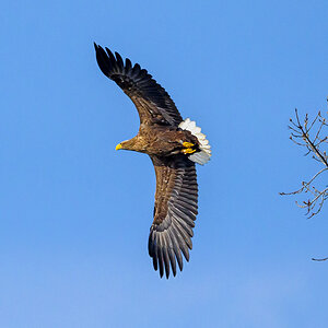 NZ9_8760_Seeadler fliegt ab_Neuland_IA_4_2025.jpg