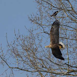 NZ9_8758_Seeadler mit Krähe_Neuland_IA_5_2025.jpg