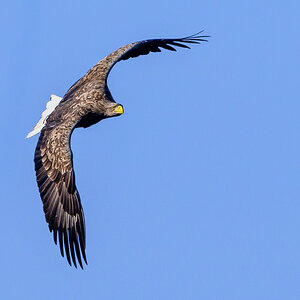 NZ9_3726_Adler_Seeadler__IA_3_2025.jpg