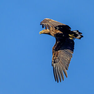 NZ9_7204_Seeadler II_Neuland__4_2025.jpg