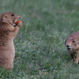 DSC_9037-Verbessert-RR.jpg