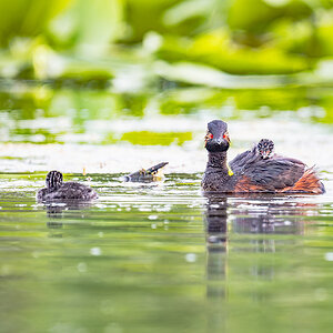2025-06-13 077 Black-necked Grebe with Chick.jpg