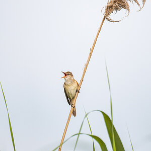 2025-06-13 095 Great Reed Warbler.jpg